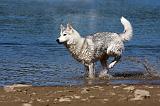 SIBERIAN HUSKY 559
